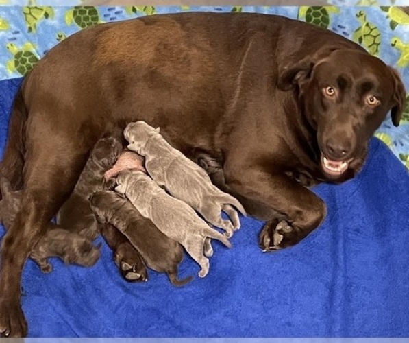 Medium Photo #1  Breeder Profile in COLUMBIA, MO, USA