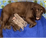 Small breeder photo