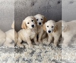 Small #19 Breeder Profile image