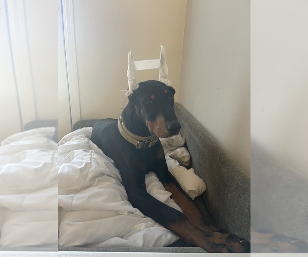 Medium Photo #7  Breeder Profile in NICHOLASVILLE, KY, USA