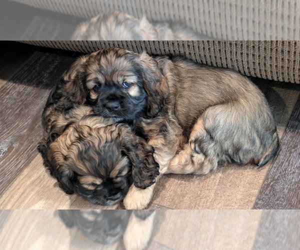Medium Photo #1  Breeder Profile in HILTON, NY, USA