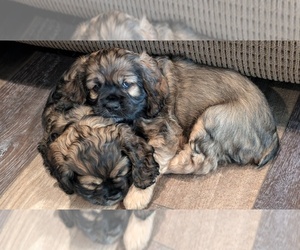 Cocker Spaniel Dog Breeder near HILTON, NY, USA