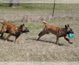 Belgian Malinois Dog Breeder near FERRIS, TX, USA