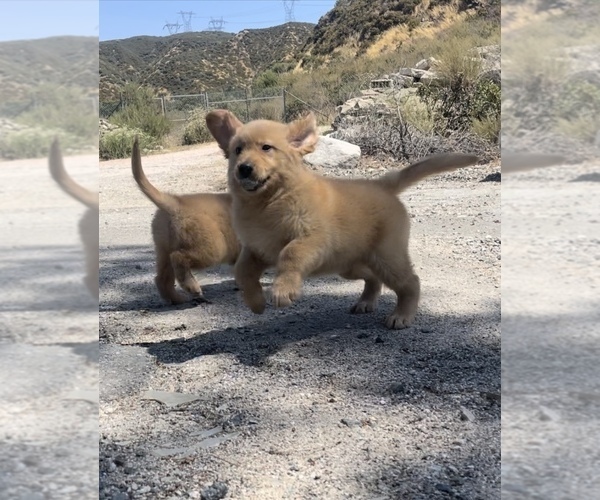 Medium Photo #4  Breeder Profile in SAN BERNARDINO, CA, USA