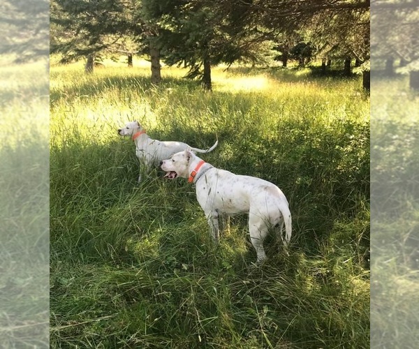 Medium Photo #1  Breeder Profile in SAINT PAUL, MN, USA