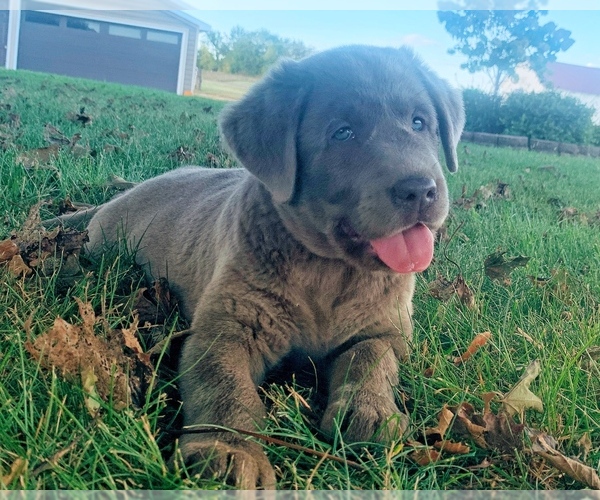 Medium Photo #26  Breeder Profile in ALBANY, MO, USA