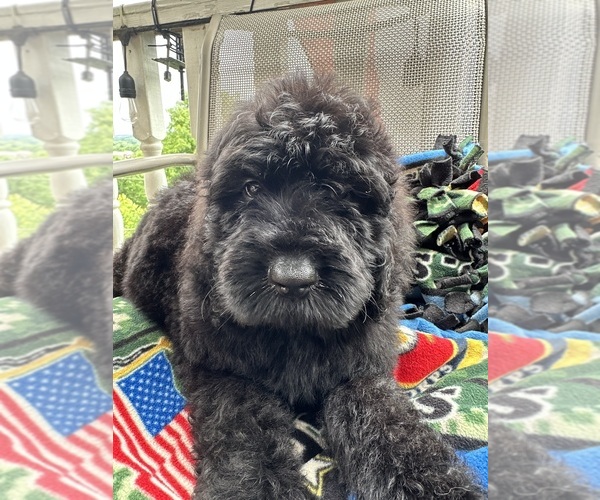 Medium Photo #3  Breeder Profile in FRANKLIN, TN, USA