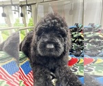 Small #2 Breeder Profile image