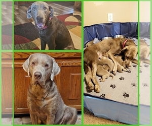 Labrador Retriever Dog Breeder near SALEM, IL, USA