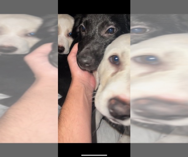 Medium Photo #1  Breeder Profile in HOUSTON, TX, USA