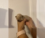 Small #4 Breeder Profile image