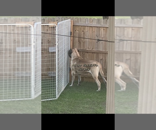 Medium Photo #3  Breeder Profile in MORRISTON, FL, USA