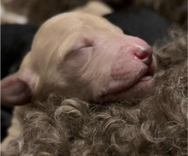 Medium Photo #4  Breeder Profile in DEXTER, MO, USA