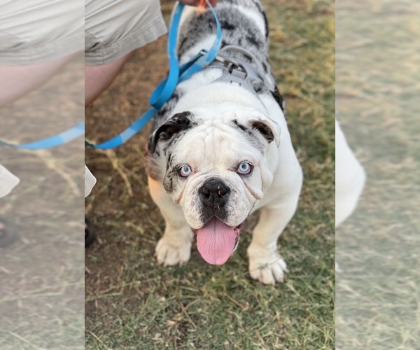 Medium Photo #1  Breeder Profile in ARDMORE, OK, USA