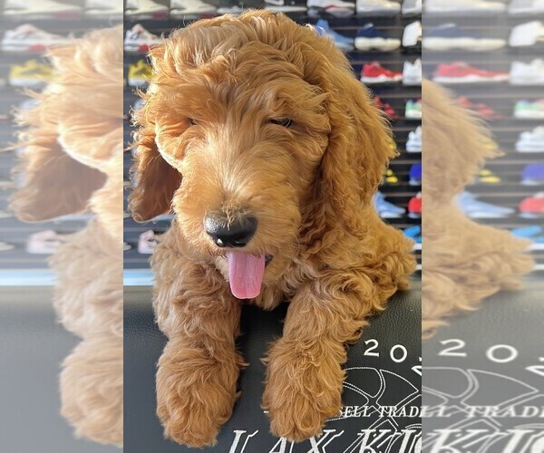 Medium Photo #10  Breeder Profile in FOUNTAIN VALLEY, CA, USA