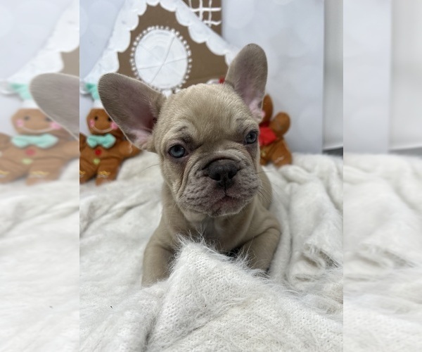Medium Photo #8  Breeder Profile in PENN VALLEY, CA, USA