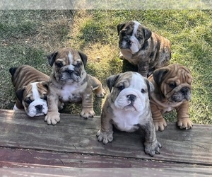 Bulldog Dog Breeder near BERTHOUD, CO, USA
