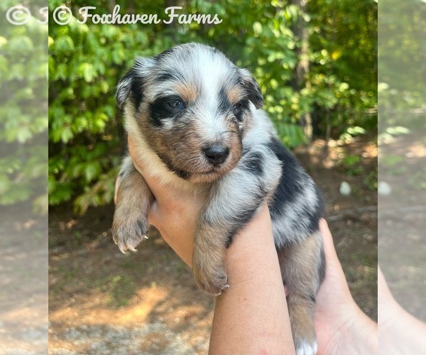 Medium Photo #1  Breeder Profile in TALLAPOOSA, GA, USA