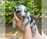 Small breeder photo