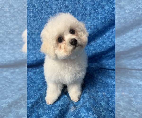 Medium Photo #5  Breeder Profile in PICKFORD, MI, USA