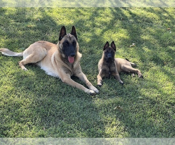 Medium Photo #6  Breeder Profile in WILLIAMS, CA, USA