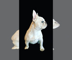 Small #4 Breeder Profile image