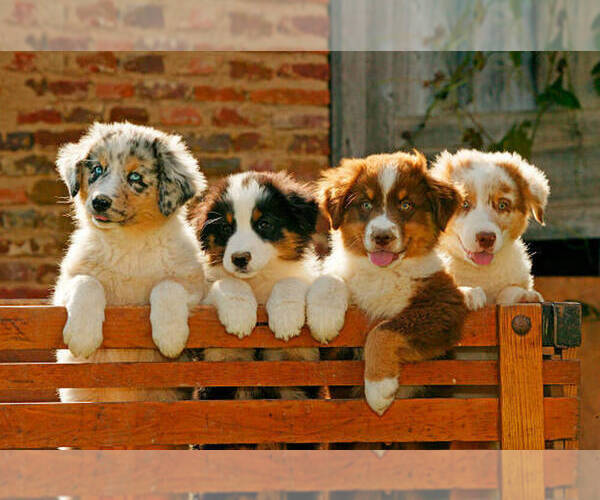 Medium Photo #33  Breeder Profile in LAKELAND, FL, USA