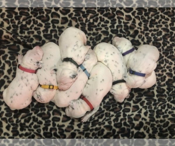 Medium Photo #1  Breeder Profile in LINCOLN, NE, USA