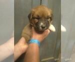 Small breeder photo