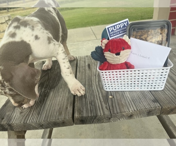 Medium Photo #6  Breeder Profile in HALLETTSVILLE, TX, USA