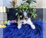 Small #4 Breeder Profile image