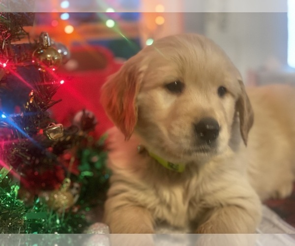 Medium Photo #5  Breeder Profile in BELLEVUE, MI, USA