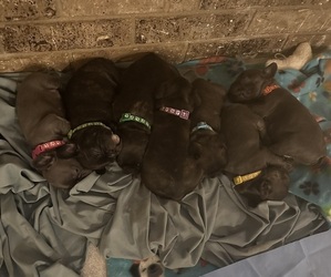 Faux Frenchbo Bulldog Dog Breeder near KILLEEN, TX, USA