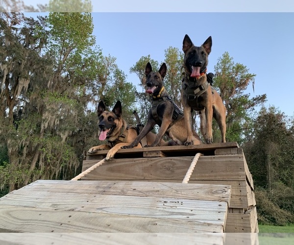 Medium Photo #1  Breeder Profile in WILLISTON, FL, USA