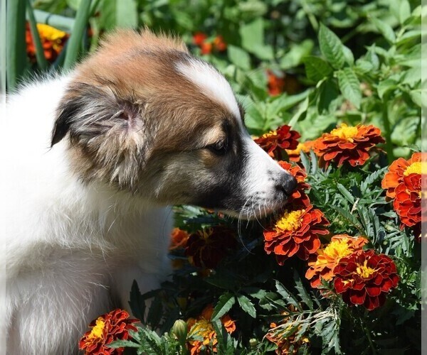 Medium Photo #12  Breeder Profile in PARIS, MI, USA