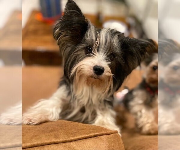 Medium Photo #16  Breeder Profile in SAN TAN VALLEY, AZ, USA