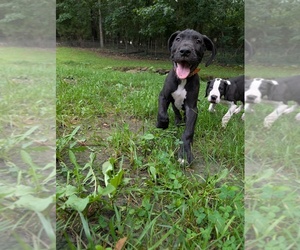 Great Dane Dog Breeder near WALNUT GROVE, MO, USA