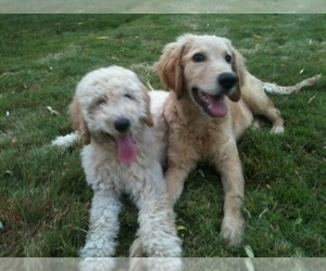 Goldendoodle Dog Breeder in PELHAM,  USA
