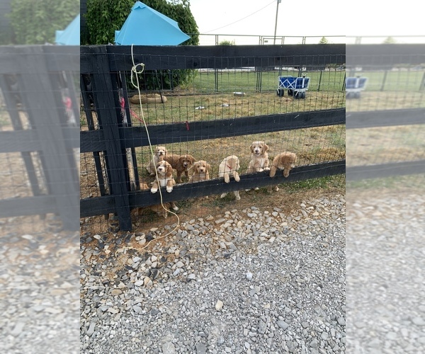 Medium Photo #1  Breeder Profile in RUSSELLVILLE, KY, USA