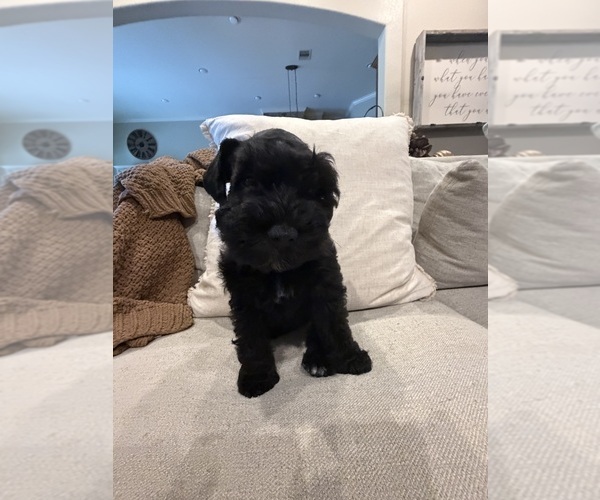 Medium Photo #7  Breeder Profile in MONTGOMERY, TX, USA