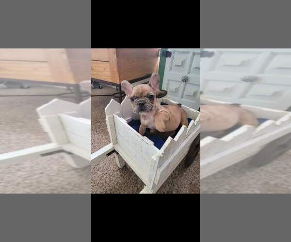 Medium Photo #1  Breeder Profile in PALOMINAS, AZ, USA