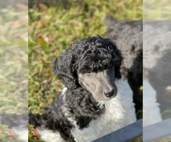 Medium Photo #1  Breeder Profile in DOOLIE, NC, USA