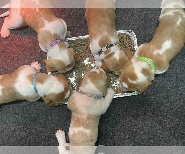 Medium Photo #1  Breeder Profile in BAXTER, KY, USA