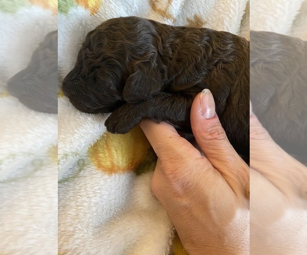 Medium Photo #1  Breeder Profile in RIVERVIEW, FL, USA