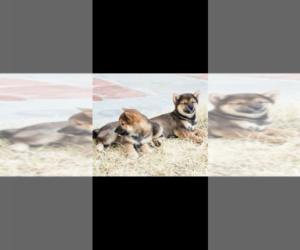 Shiba Inu Dog Breeder near RIDGECREST, CA, USA