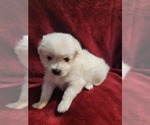 Small #78 Breeder Profile image