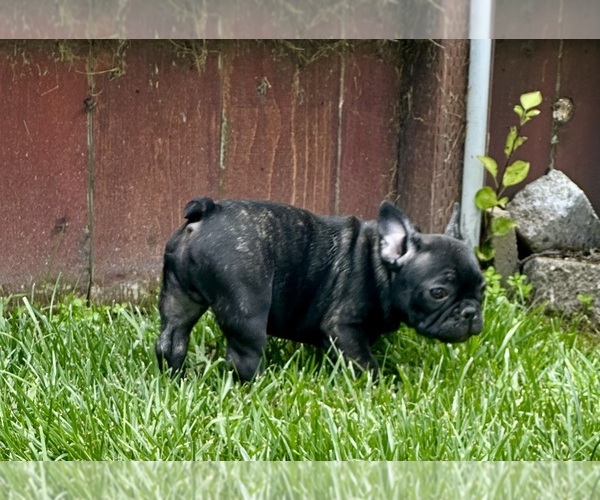 Medium Photo #12  Breeder Profile in SALINAS, CA, USA