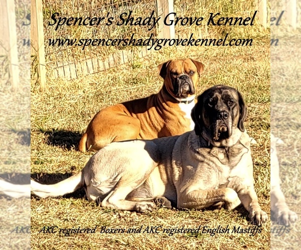 Medium Photo #1  Breeder Profile in CABOOL, MO, USA