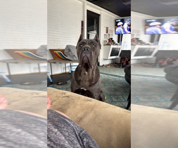 Medium Photo #3  Breeder Profile in HIGHLAND HEIGHTS, OH, USA