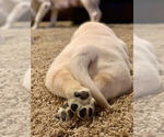 Small #8 Breeder Profile image